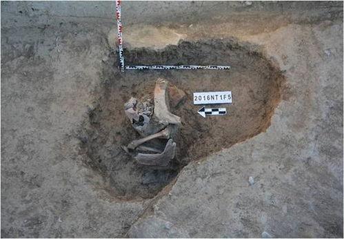 俄罗斯考古爆料视频播放,千年古文明重现世间  第1张